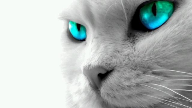 41e060be18148296f99744f042fef265