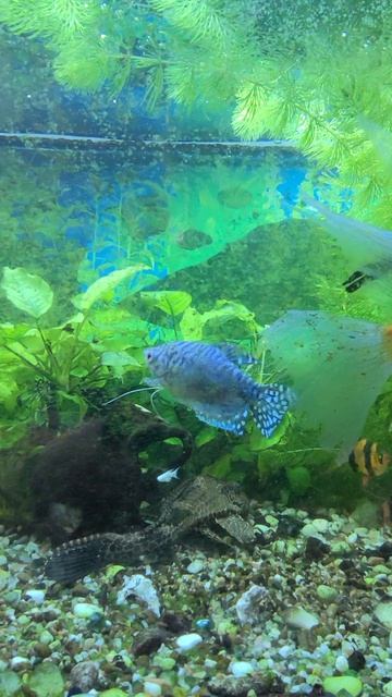 Выпускам в аквариум новыз рыб