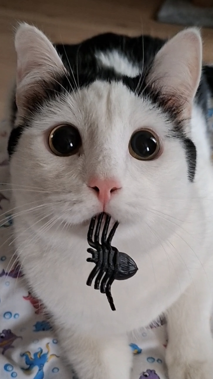 Паука поймал))