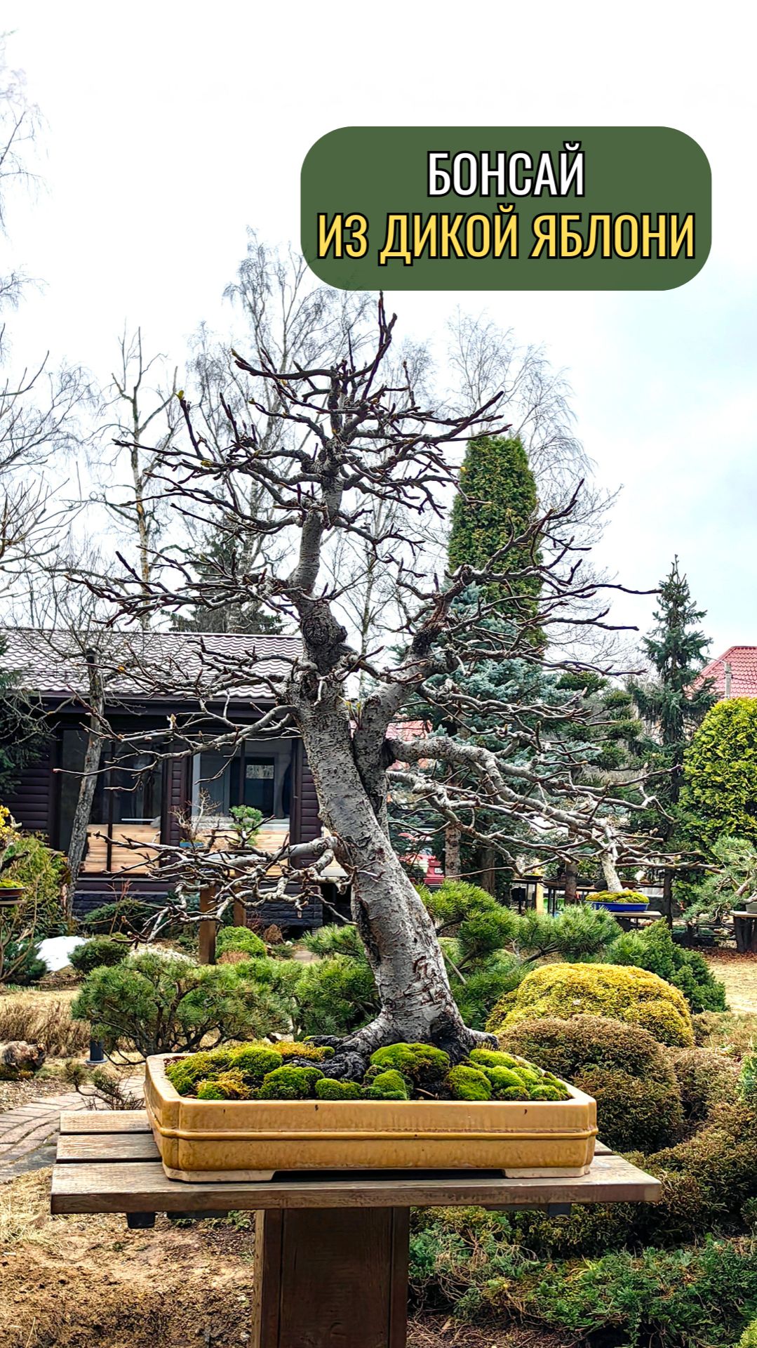 Бонсай из дикой яблони
