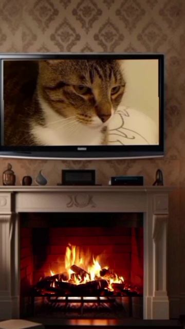 Лакушонок
дети#детскоерадио #детсво #сказки_на_ночь #сон #kleoss_zero #детишки #годиксыну #позновате