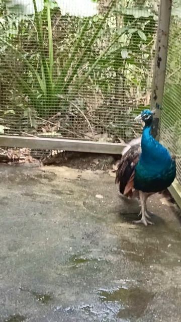 В ЗООПАРКЕ В КИТАЕ!!!🦁🐒🦃