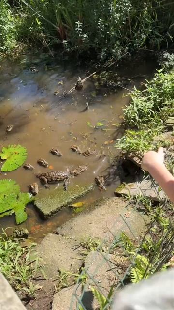 крокодильчикИ