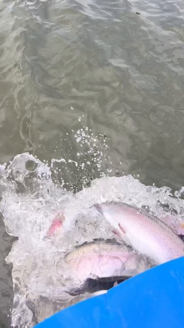 Запуск форели