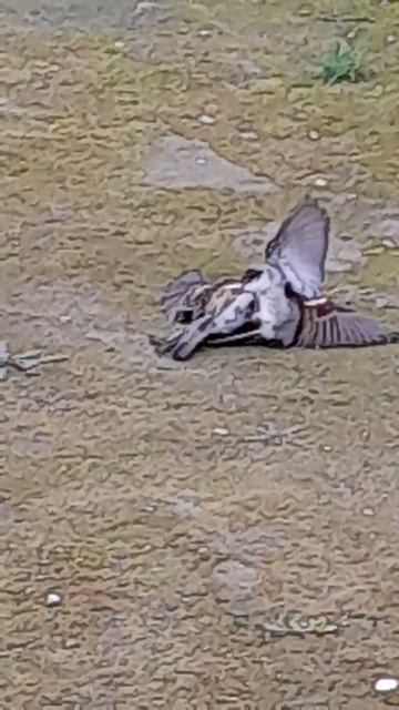 Битва титанов