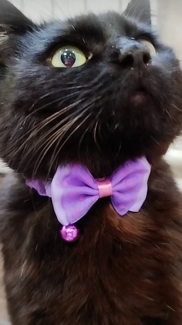 #село #кот #черныш #животные #голос #мысли #мысливслух #cat