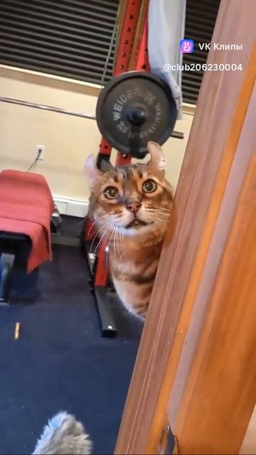 Clip-206230004_456245751video_fd37bc437cIIh59fC8J3C9OXkXd9STBVf3hMFuVGrI_NKwa1EAOLpC7WwwBJghhU@Sveta