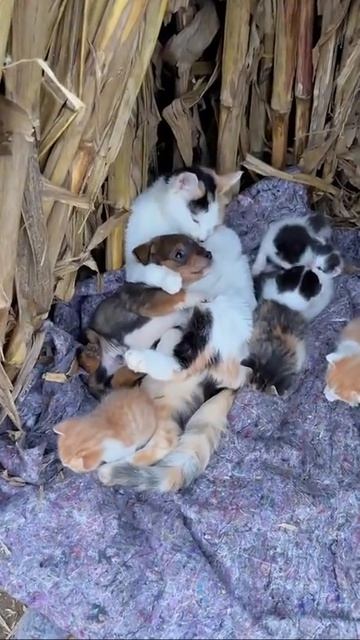 1e4d56dd9dc77b76e3de9781c22c367e