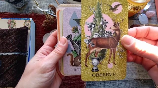 COASTAL CURIOSITIES ORACLE DECK ｜ Flipthrough & Review