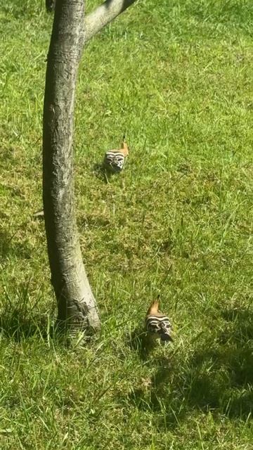 Удоды из Мадагаскара прилетели в Россию