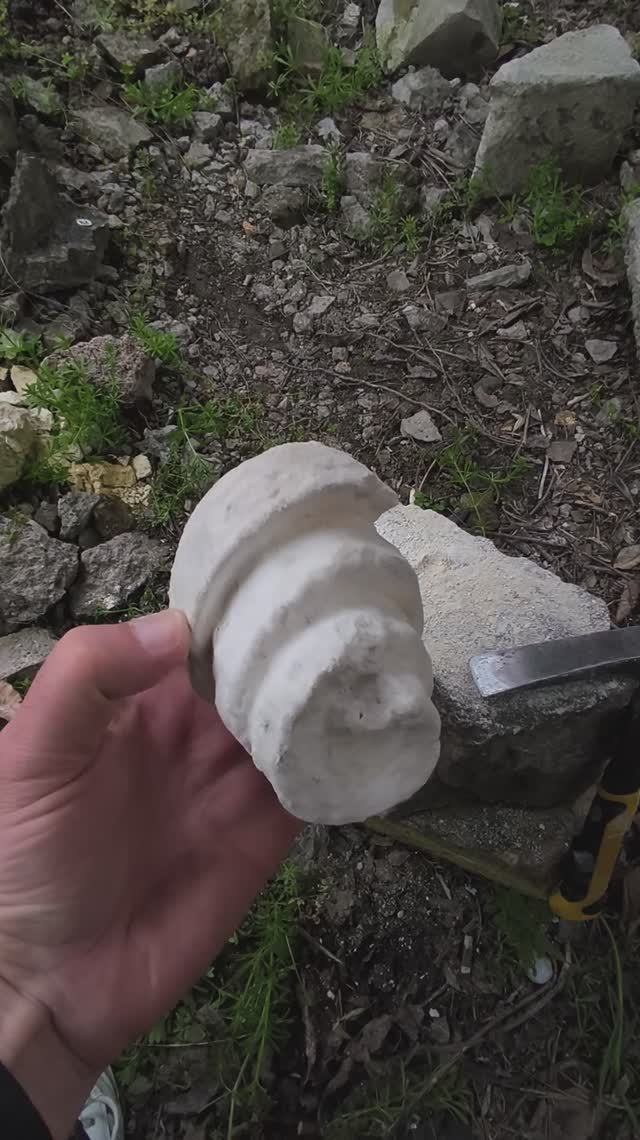 Препарация Campanile Giganteum в поле Крым Эоцен Окаменелость