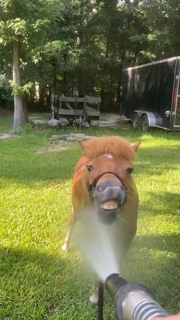 Злая собака? Кот-дебил? А вы коня-придурка видели? 