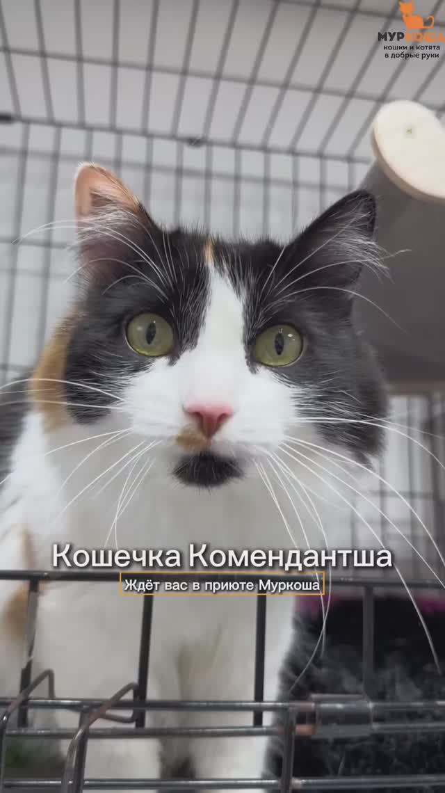 Комендантша ждёт вас в приюте #Муркоша