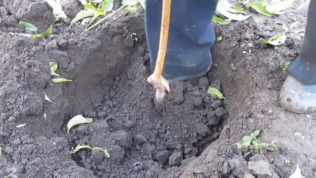 Осенняя посадка саженцев. ОБРЕЗАТЬ ПРИ ПОСАДКЕ ПЕРСИК? Как высаживать орех. #ВиталийОрех