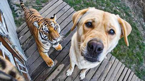 КОГДА ДОМАШНИЕ ЖИВОТНЫЕ ПРИВОДЯТ ДОМОЙ НОВОГО ДРУГА