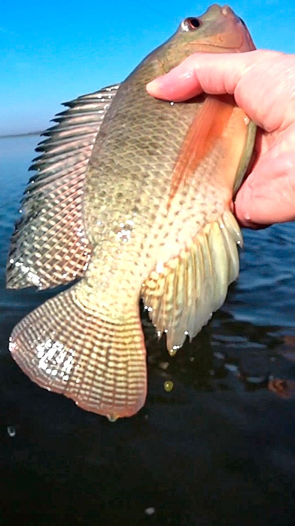 Крупная Тилапия на блесну - рыбалка спиннингом