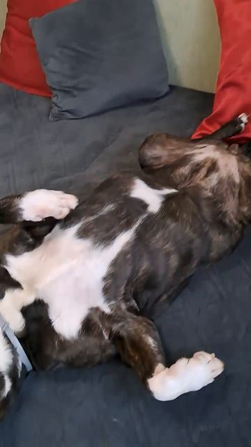 Ладуся охраняет место