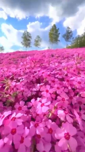 УДИВИТЕЛЬНЫЕ МЕСТА 