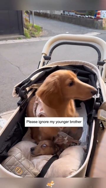 СМЕШНЫЕ КОТЫ 😺 2026 ЛУЧШИЕ ПРИКОЛЫ С КОТАМИ ,КОШКАМИ ,ЖИВОТНЫЕ,СМЕШНЫЕ ВИДЕО