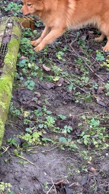 ХОРЕК бегает, ПЕРСЕЙ следит The POLECAT runs, PERSEY checks