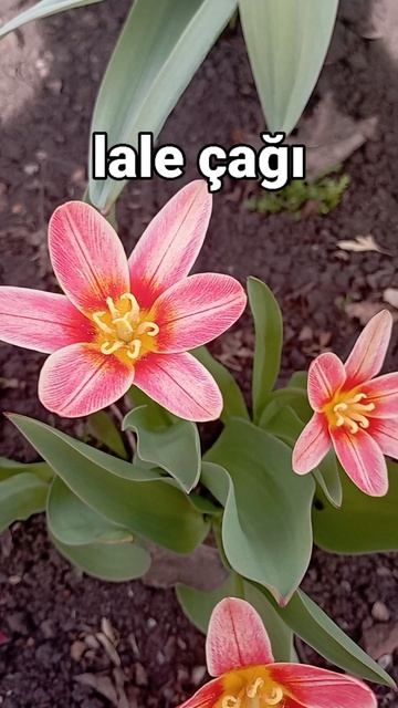 Тюльпан Скарлет Беби