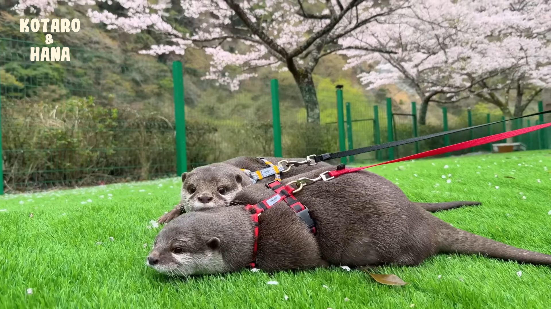 Отряд выдр отправляется полюбоваться цветущей сакурой