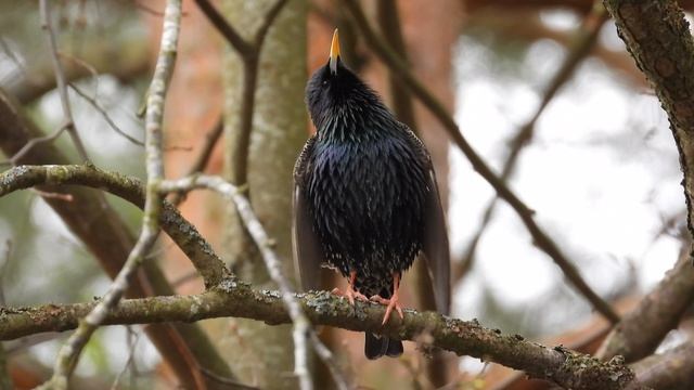 95428e673487af8b953a79e901ca2cb7