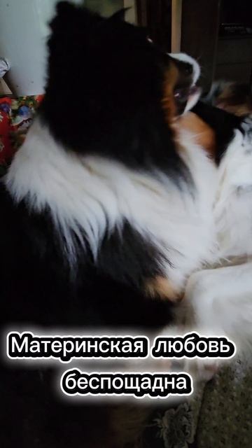 Сыночка корзиночка