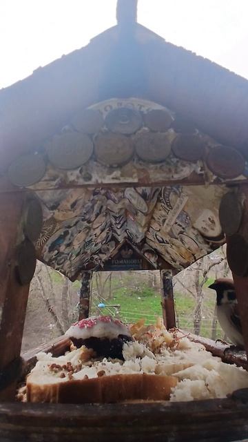 1000015866.mp4Жизнь кормушки.19.04.2026г.