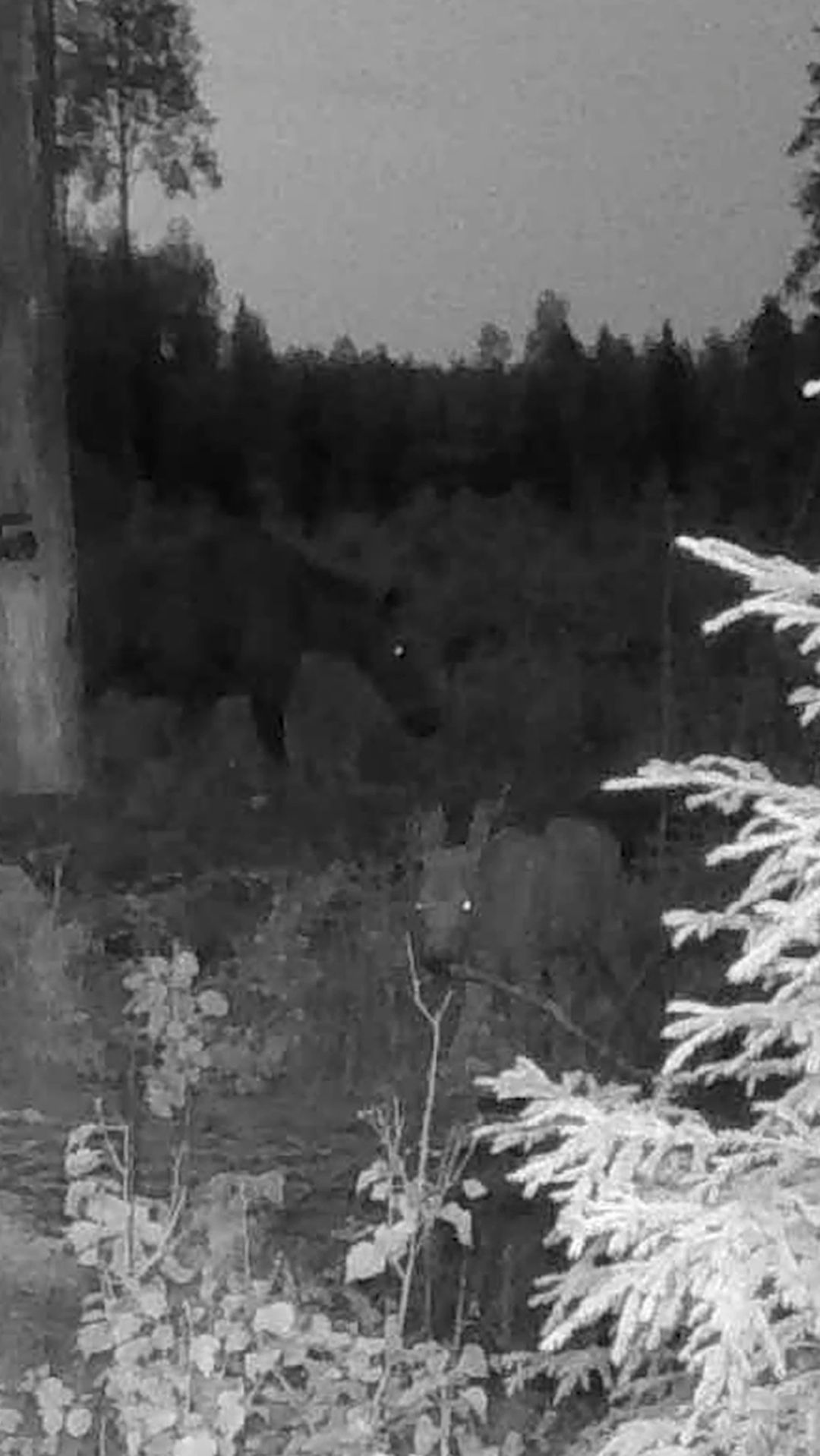 Лосиха с лосёнком пришли на солонец, а после ушли в лес