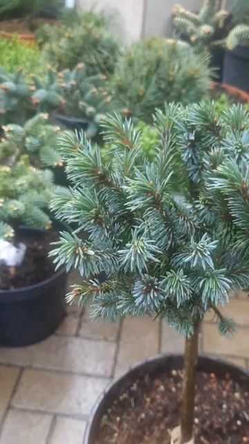 ❤🌲Ель Мариана Эдельвейс 
✔Продажа растений в макс и телеграм канале: Https://t.me/love_is_hvoiny_dvo