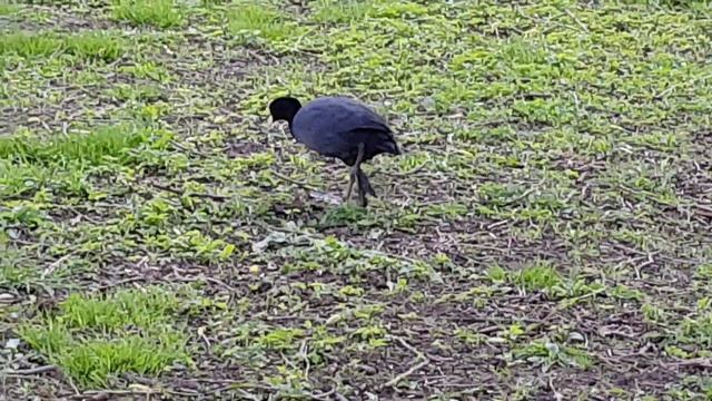 018▪️Пришла весна▪️Утки▪️Футажи ▪️Красивая природа