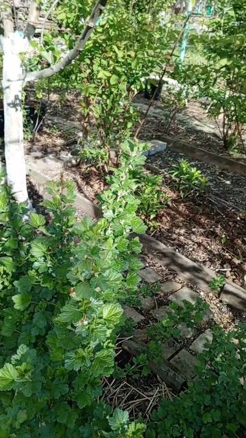 20.04.26 Крыжовник обзор сортов.mp4