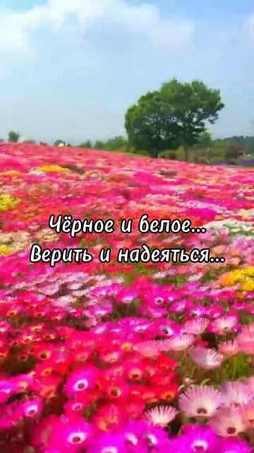 VID_20260420_125420_093.mp4