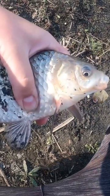 Ловля карася на донки!