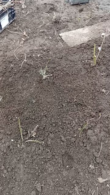 видеоотчет .зимовка роз в Подмосковье 
Пушкино - без укрытия
19.04.2026 г