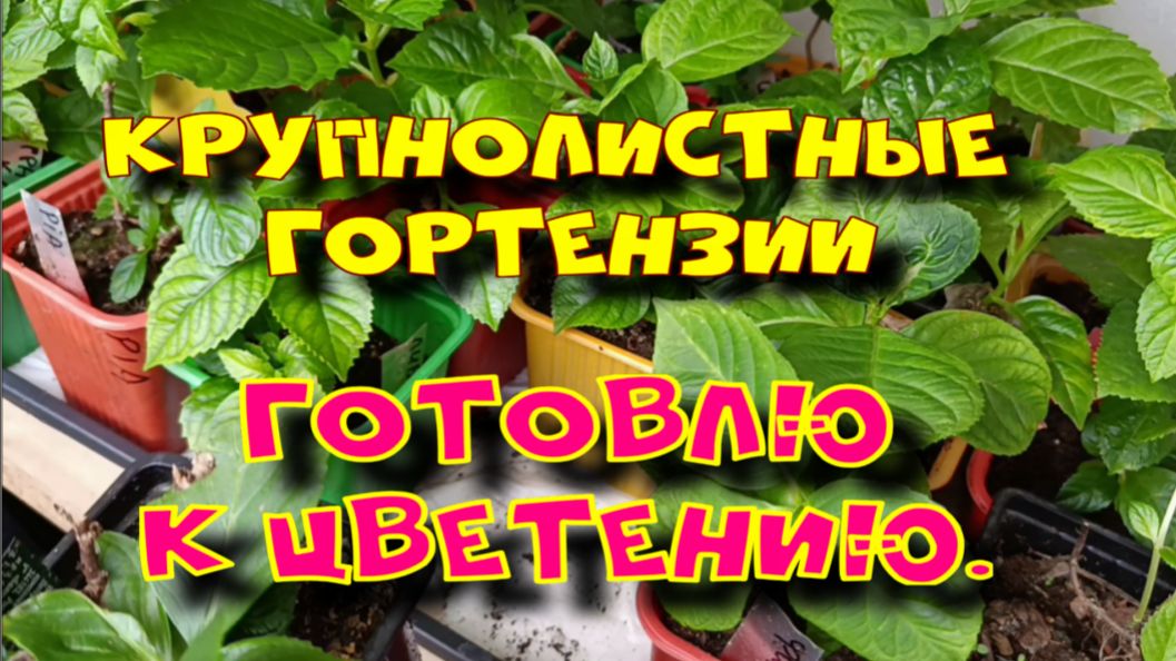 ГОТОВЛЮ КРУПНОЛИСТНЫЕ ГОРТЕНЗИИ К ЦВЕТЕНИЮ.