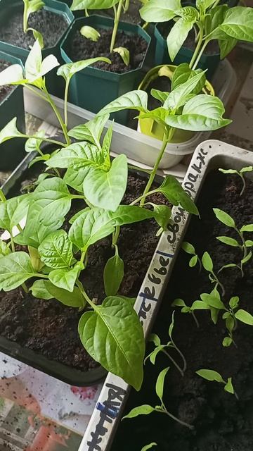 Переживаю, мои растишки