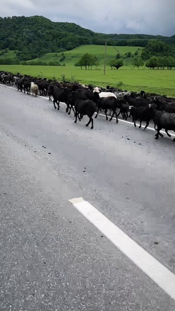 Кавказ 2025 г.