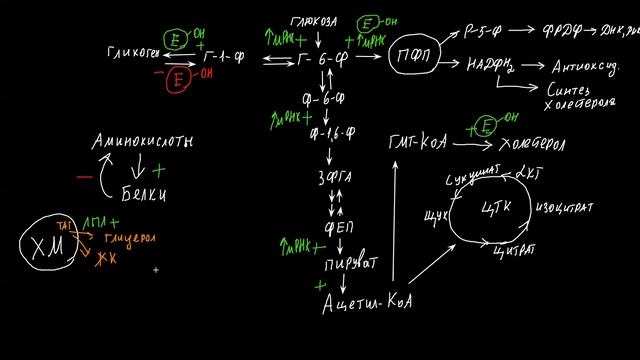 Лекции 17-18 Гормоны поджелудочной железы, надпочечников