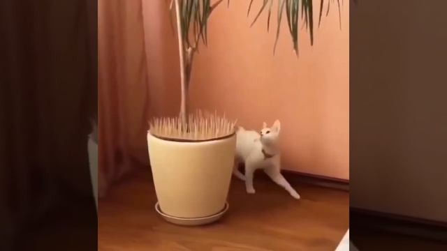 ПОЛЕЗНЫЕ СОВЕТЫ  #рецепты #обзор #постсовкусом #моибудни #кухня #посуда #женщинам #длядачи #длядома