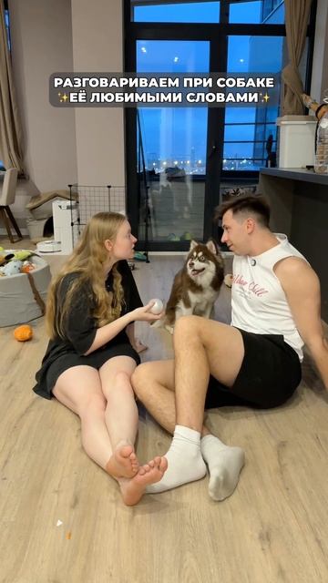 Угадай её любимую команду😂 #морозовы #юмор #dog #memes