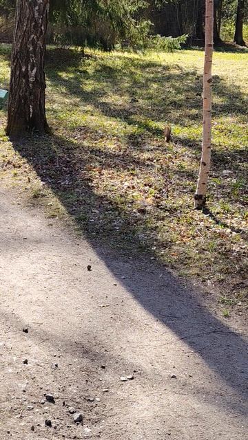 кормят белку туристы, парк.mp4