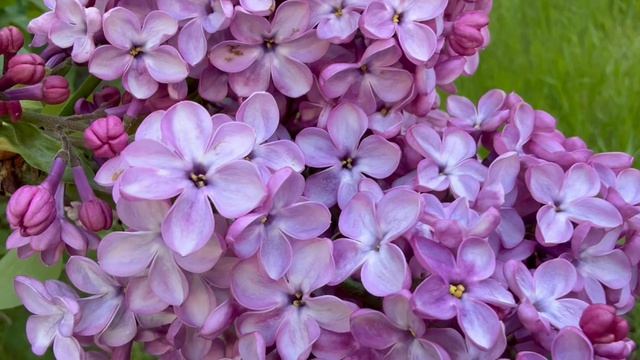 Весенние мотивы☘️🌺☘️ Привет каналу ‼️ Цветы на даче 🌹 у Валентины🌹☘️