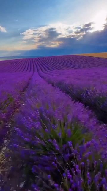 2a0495546f83a2b4ddd66b34b6b77d5a