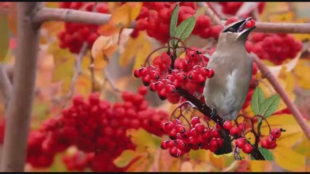 Гриша - Аты гори моя рябина (нов)