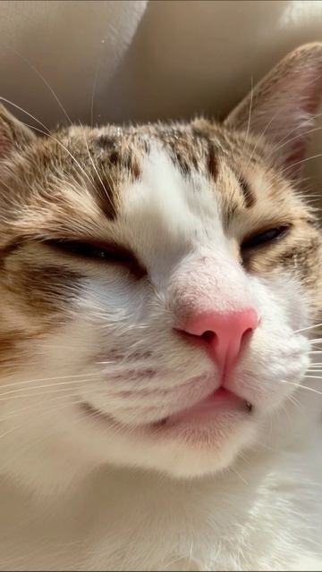 Улыбка кота: самые милые моменты #котики #смешныеживотные #кот