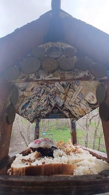 1000015865.mp4Кормушка.20.04.2026г.