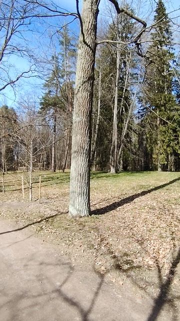 Красивый лес, природа, солнце, павловский парк.mp4