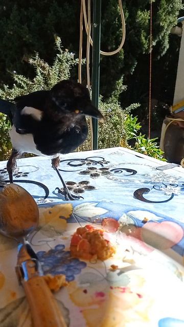 Полет, копание и сладкий покой: День Ричи     #Ричи #Сорока #Птица #ЛюбопытнаяПтица #Наблюдение